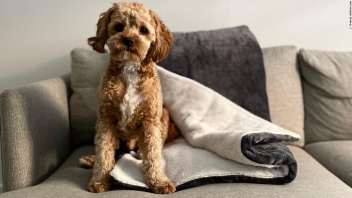 9-cozy-blankets-you’ll-want-to-curl-up-in-all-winter