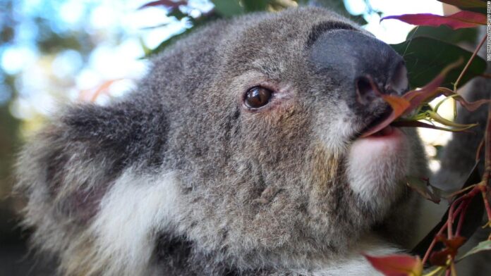 a-silent-killer-is-spreading-through-australia’s-koala-population
