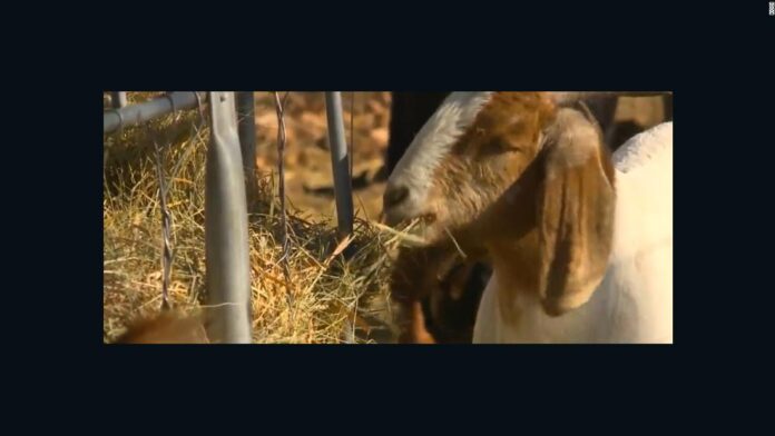 escapee-from-se-louisiana-prison-arrested