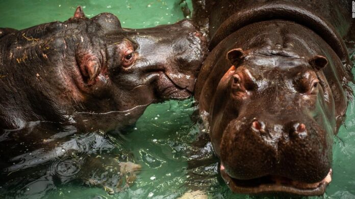 runny-nosed-hippos-test-positive-for-covid-19-in-belgium runny-nosed-hippos-test-positive-for-covid-19-in-belgium