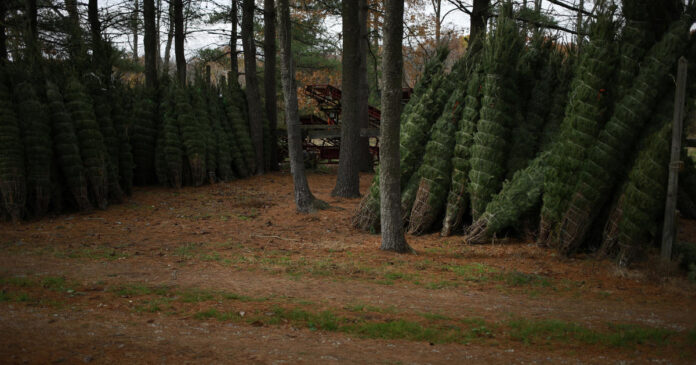 expect-to-pay-up-to-30%-more-for-a-christmas-tree