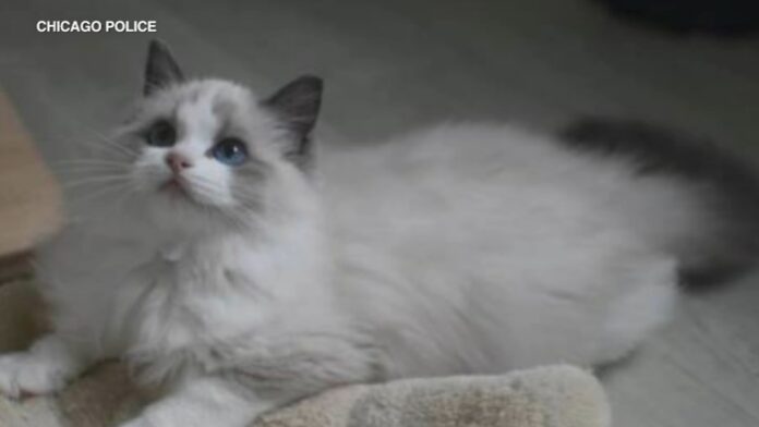 2-kittens-missing-after-carrier-thrown-away