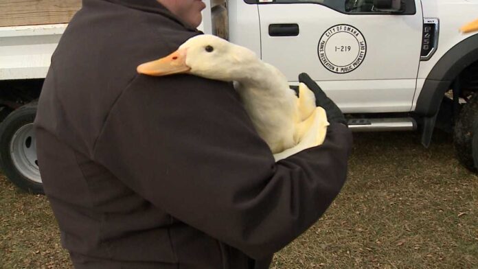 group-rescues-3-domestic-ducks-from-ice