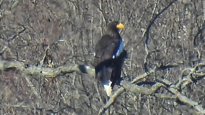 rare-sea-eagle-from-asia-spotted-thousands-of-miles-from-home-in-massachusetts