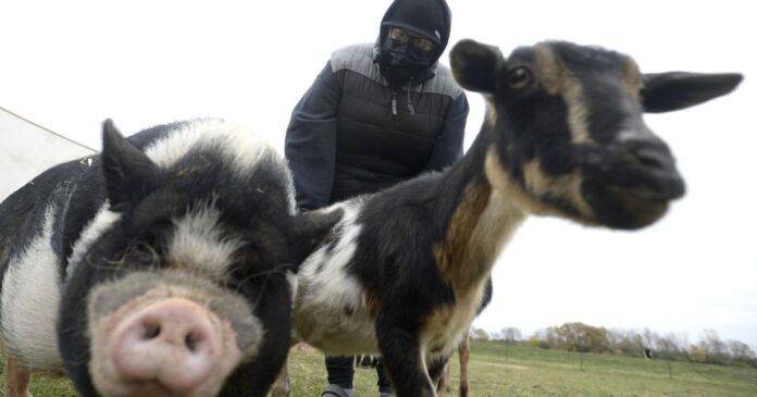 dover-animal-sanctuary-makes-plea-for-help dover-animal-sanctuary-makes-plea-for-help