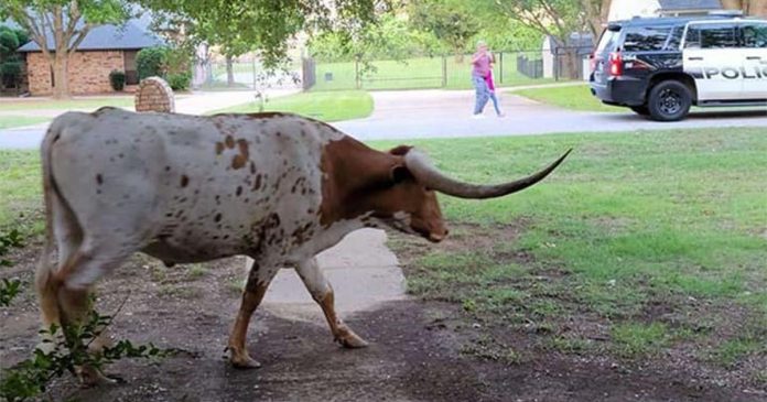 road-reopens-after-teen-helps-steer-longhorns