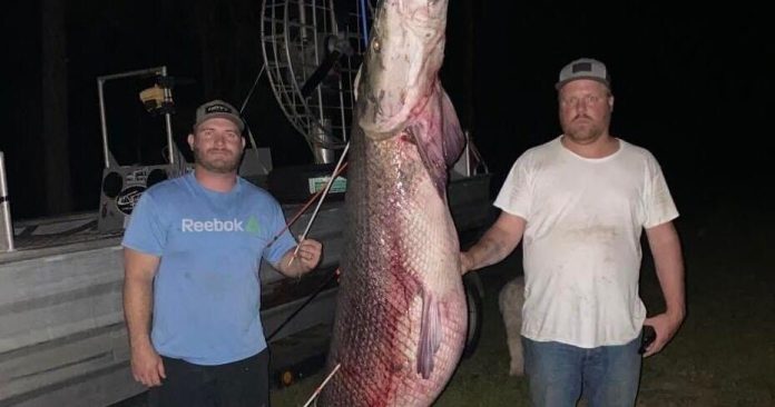 men-land-record-276-pound-alligator-gar