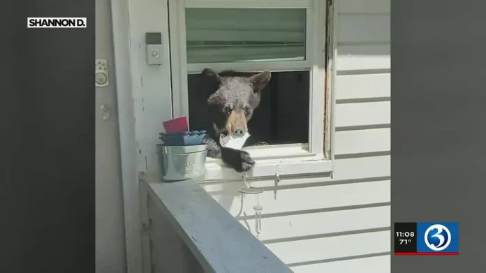 woman-comes-home-to-find-bear-in-house