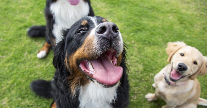 freshpet-recalls-dog-food-over-possible-salmonella-risk