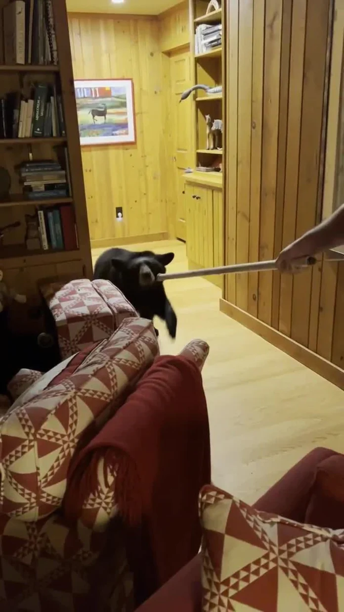 bear-climbs-into-home-as-family-slept