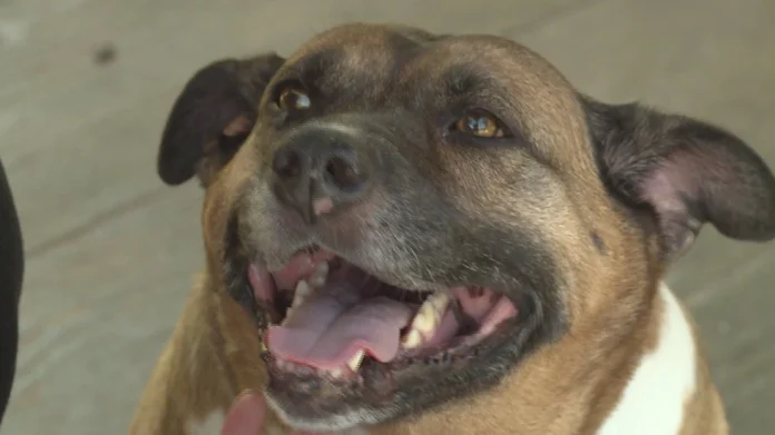 dog-in-shelter-for-4-years-finds-forever-home