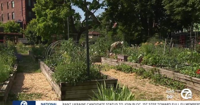 gardening-surge-continues,-offers-inflation-relief