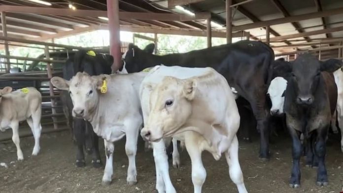 texas-ranchers-rush-to-sell-livestock-amid-drought