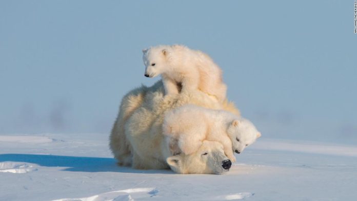 these-are-the-animals-people-most-want-to-see-photographed these-are-the-animals-people-most-want-to-see-photographed