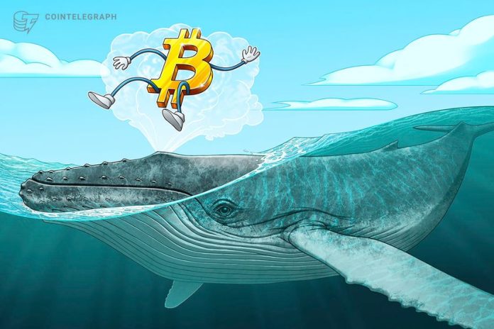 bitcoin-price-falls-toward-range-lows,-but-data-shows-‘whales-going-wild-right-now’ bitcoin-price-falls-toward-range-lows,-but-data-shows-‘whales-going-wild-right-now’